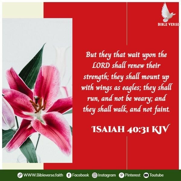 isaiah 40 31 kjv bible verse about hope for the future