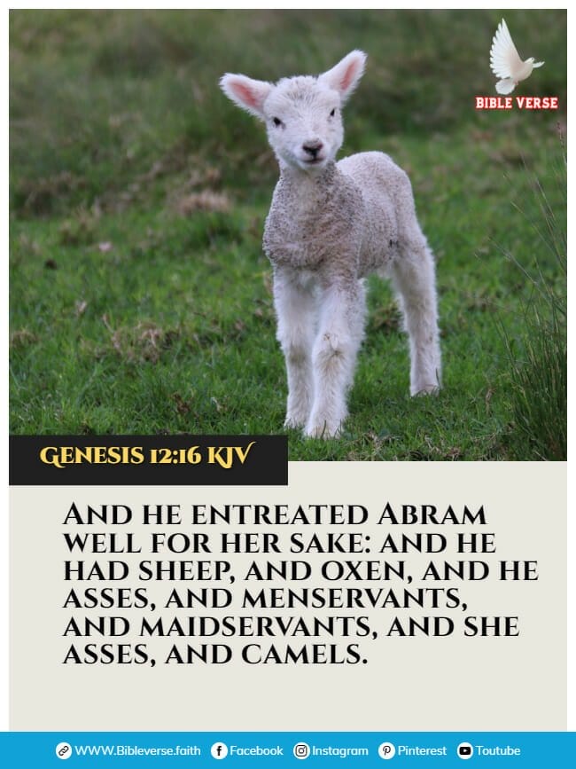 genesis 12 16 kjv animals in the bible verses