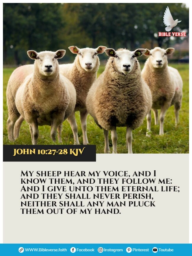 john 10 27 28 kjv animals in the bible verses