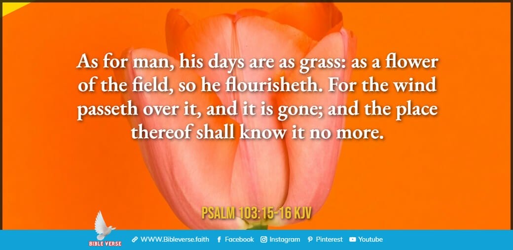 psalm 103 15 16 kjv bible verses about flowers