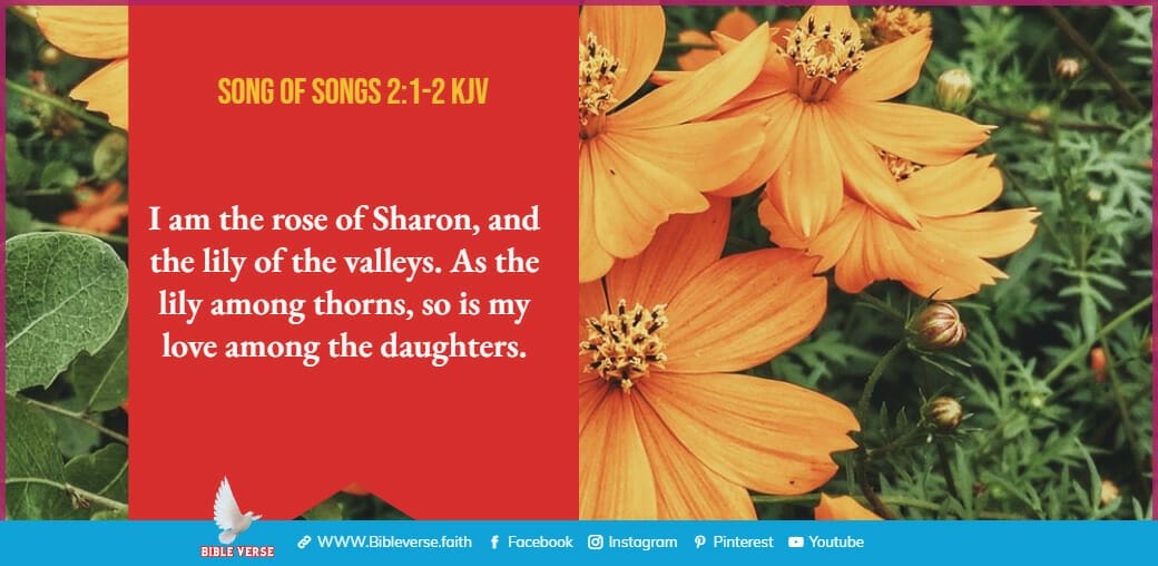 song of songs 2 1 2 kjv bible verses about flowers